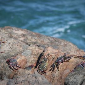 Puerto de las Nieves