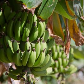 Puerto de las Nieves-009