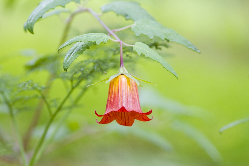 The Canarian bellflower or Bic&aacute;caro