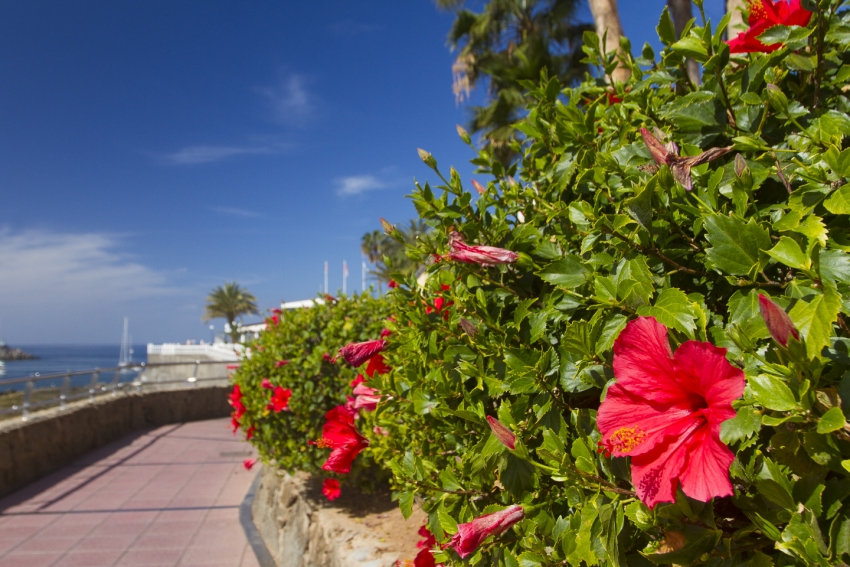 Hibiscus flower and sunshine at Arguinegu&iacute;n