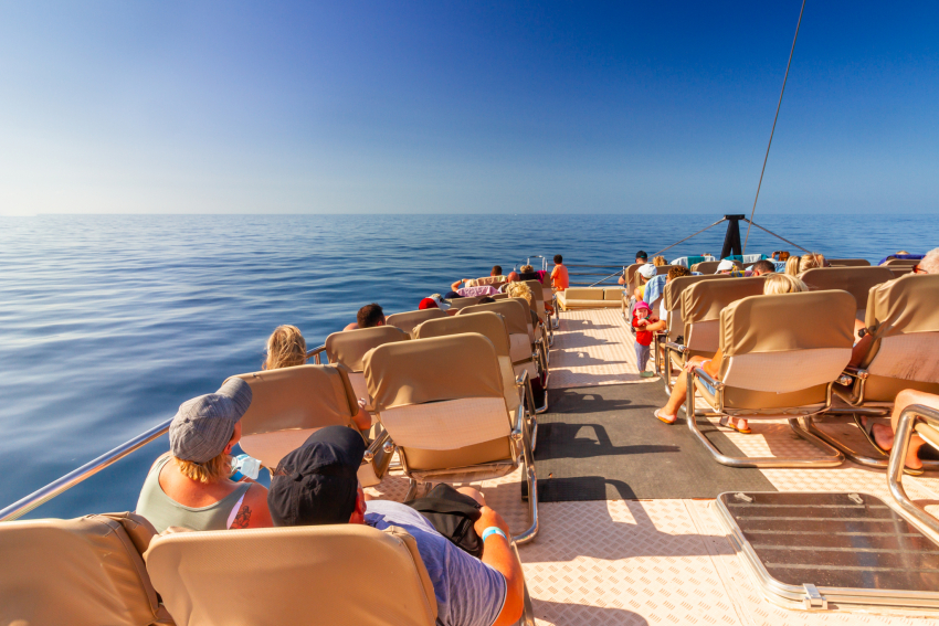 See Gran Canaria's wild dolphins on the Supercat